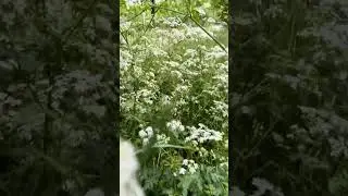 Неродные родные