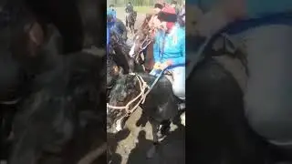 Москва бузкаши 08 май 22