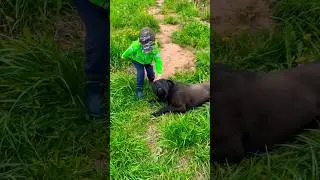 КАНЕ КОРСО ОХРАНЯЕТ😌👍