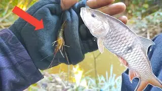 Cara mancing ikan hampala pakai pelampung dan umpan udang
