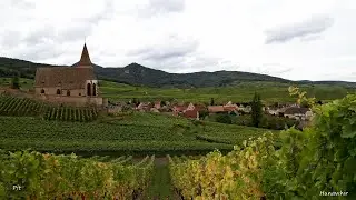 Route des vins de Hunawihr à Ribeauvillé