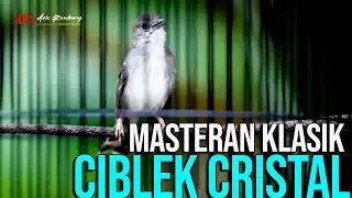 MASTERAN CIBLEK CRISTAL GACOR