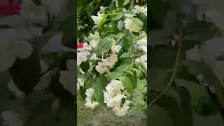Летний ветер ....