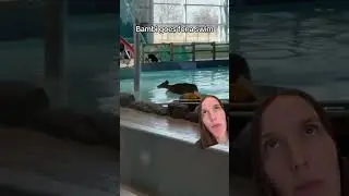 Олень забіг на базу відпочинку та викупався у басейні