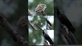 owl vs crow #shortsvideo #crow #owl #nature #photography #viral