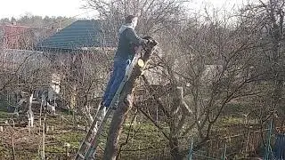 Була яблуня, та нема