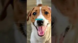 3 Most Maddening Dog Breeds #shortsfeed