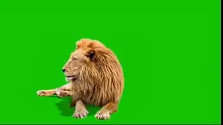 ✨new 3 tiger ✨green screen video ✨1 Lyon green screen video 🔥 tiger 💫sound Lyon sound ✨
