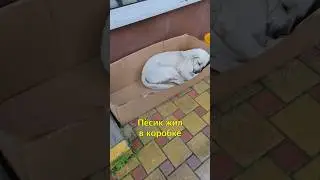 🐶Бездомный Пес из Сочи Стал Домашним🐾@vera_safron