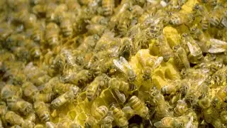 Mesmerizing Footage of Exposed Beehive