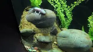 Visita a Acuario Michin CDMX EN 4K Recorrido