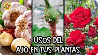 AJO : Todos los usos INCREIBLES que tiene en el huerto COMBATIENDO plagas || La Huertina De Toni