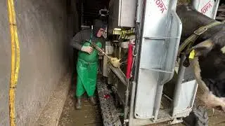 CUTTING A HUGE GROWTH OUT OF A COW'S HOOF 💥 ROTTEN COWS HOOF CLEANING