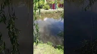 Улов Сома на безлимите