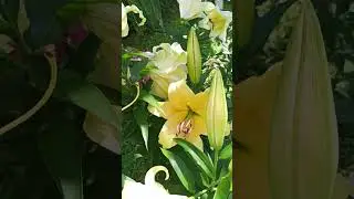 Самый красивый сорт ОТ- гибрида жёлтого цвета Шайн он.
