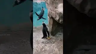 Попавший в ловушку пингвин кричит о помощи 🐧🥹