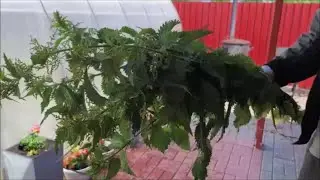 Крапивой Вике по попке!!!