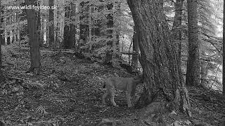 Rys ostrovid (lat. Lynx lynx alebo staršie Felis lynx), Poľana, Slovensko