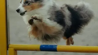 Puppycam, sheltie puppies 4 weeks old