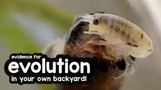 Evidence for evolution at the beach!