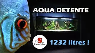 Aquarium détente. Aquarium discus de 1232 litres !