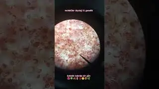 moleküler biyoloji ve genetik okumak|| botanik labı 