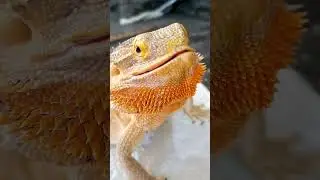 ASMR-CRUNCHY McCruncherson | C.J. McQuade Bug Bash! | #stayrad#reptiles @ChuckNorrizBeardedDragons