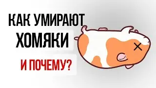 Как и от чего умирают хомяки