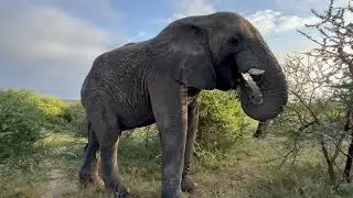 What Has Mambo, the Mischief-Maker Elephant Bull, Been Up To?