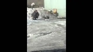 Мужик срёт на улице.