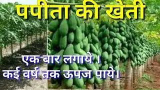 पपीता की खेती।पपीते की खेती कैसे करें।papaya farming।पपीते के फायदे।
