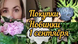 новинки, покупки для растений, 1 сентября