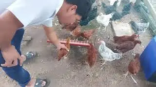 LUNAS SA PAYAT NA MANOK SISIW|PAANO PURGAHIN ANG SISIW MANOK|BUFF ORPHINGTON
