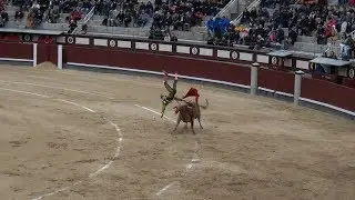 CORRIDA, Madrid, Bull lifts bullfighter on its horns