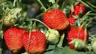 How to Grow Strawberries Organically - Complete Growing Guide