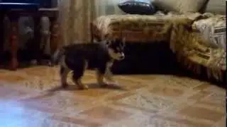Erzulie Freda Diagram Of Your Heart