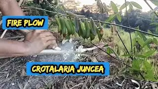 Light a fire in the morning using bush plants || Fire Plow