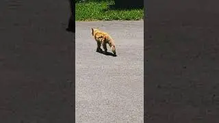 Mangy Cat looks LIKE a RED FOX! | @ChuckNorrizBeardedDragons #stayrad #tacocat #shorts