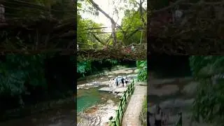 Living root bridge near Mawlynnong / Shillong / Meghalaya #shorts #mawlynnong