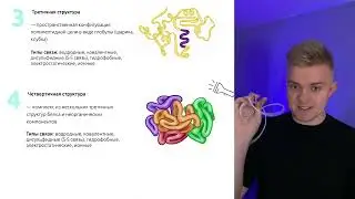 БЕЛКИ ДЛЯ ЕГЭ ПО БИОЛОГИИ