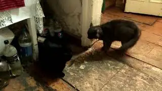 Кот Мышкин. Битва котов-джедаев.