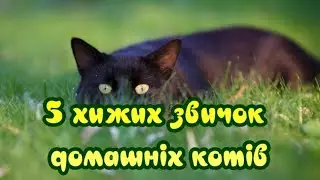 5 predatory habits of domestic cats