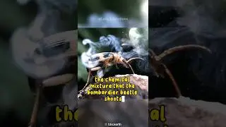 Bombardier Beetles: The Secret Behind The Explosion Of Their Defense Liquid