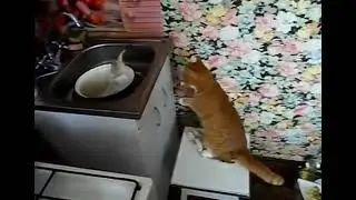 Кот против рыбины 🐱🐟😂