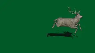 Deer Green Screen video
