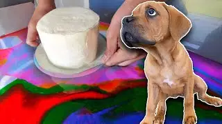 Watch this Puppy Eat a Hydro Dipped Dog Cake! 🍰🐶