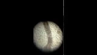 Foldscope Observations #5 - Freshwater Worm