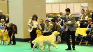 Crufts 2015 - Legolas Revolucion de Lar de Casanova