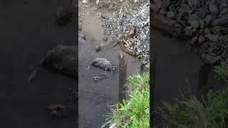 Water Quality and Forest Cover