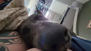 Ahsoka the Malinois does NOT want to wake up today!